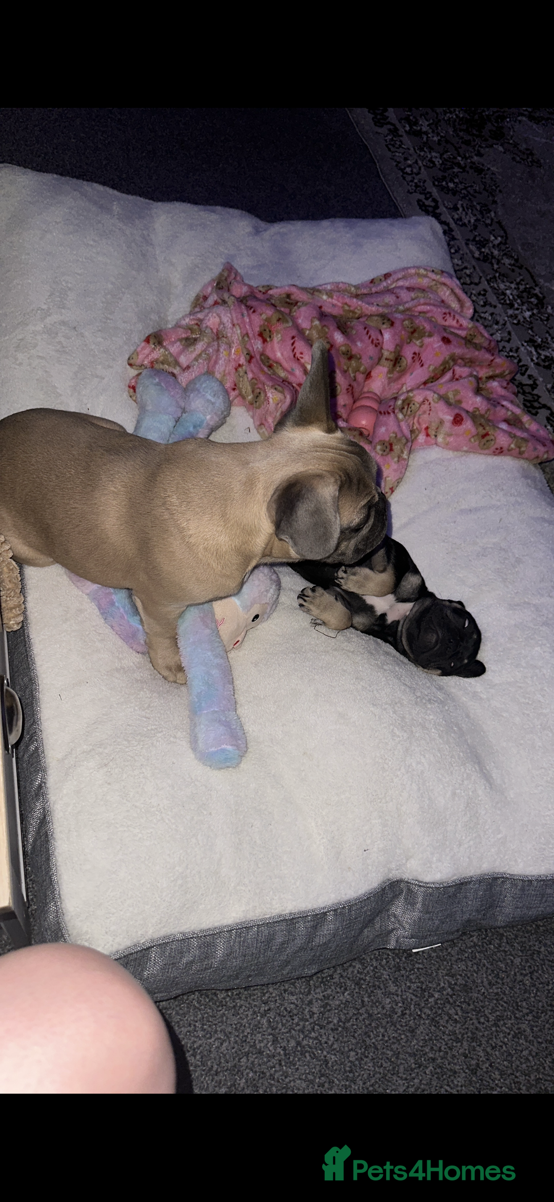 French Bulldog dogs for sale: French bulldog  - Image 2
