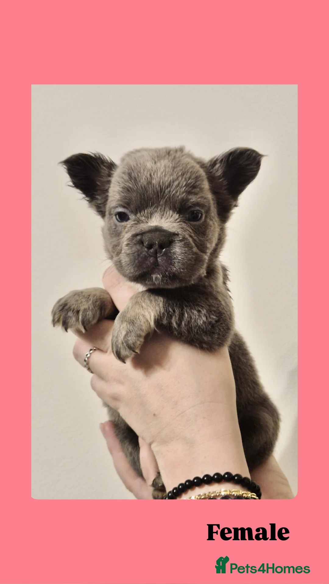 French Bulldog dogs for sale: French Bulldog Fluffy  - Advert 9