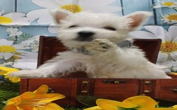 West Highland Terrier dogs for sale: Top import champion bred westies - Image 4