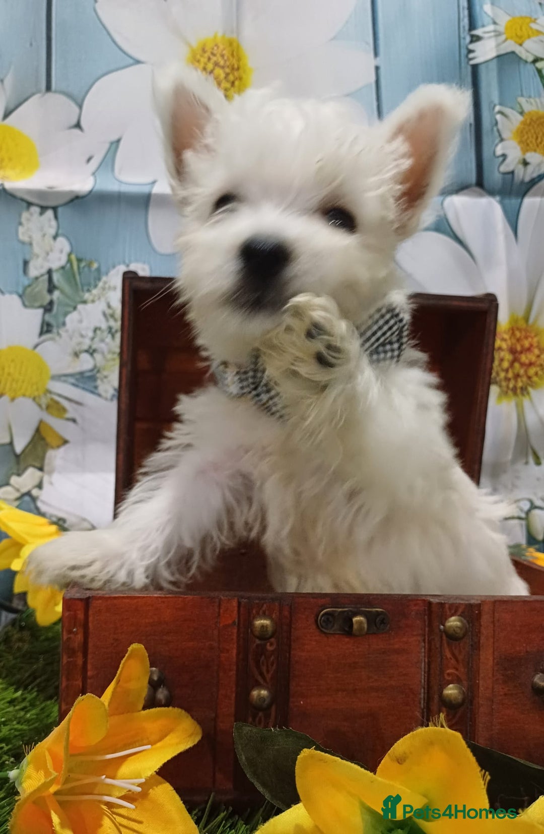 West Highland Terrier dogs for sale: Top import champion bred westies - Image 4