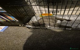 Staffordshire Bull Terrier dogs for sale: Shadow the staff for sale  - Image 5