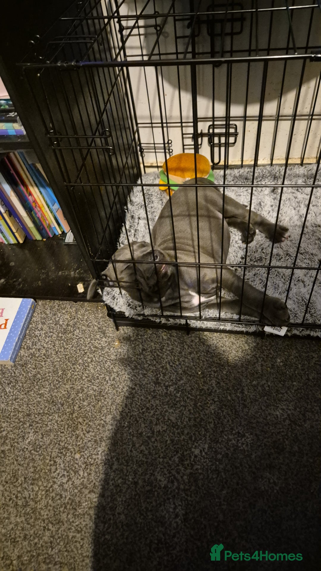 Staffordshire Bull Terrier dogs for sale: Shadow the staff for sale  - Image 5