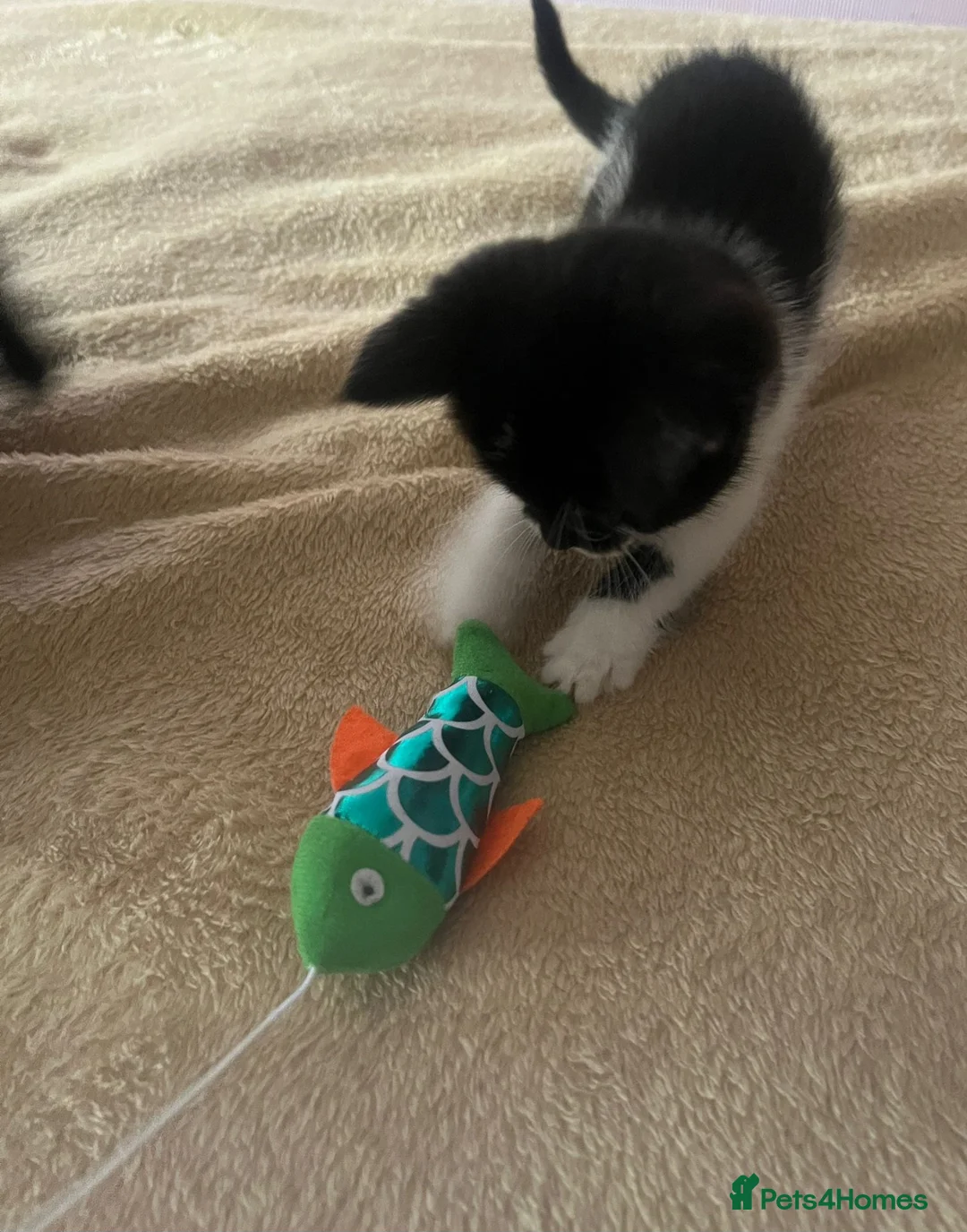 Mixed Breed cats for sale: Kittens for sale  in Coventry - Advert 2