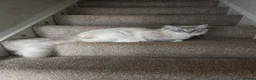 Ragdoll cats for sale: Exceptional Blue lynx Tica reg ragdoll  - Advert 6