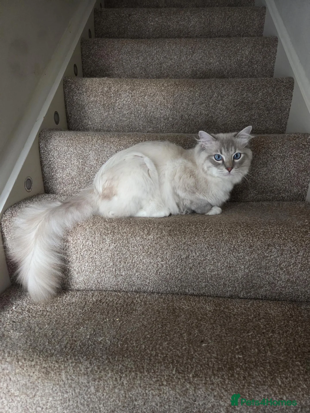 Ragdoll cats for sale: Exceptional Blue lynx Tica reg ragdoll  - Advert 6
