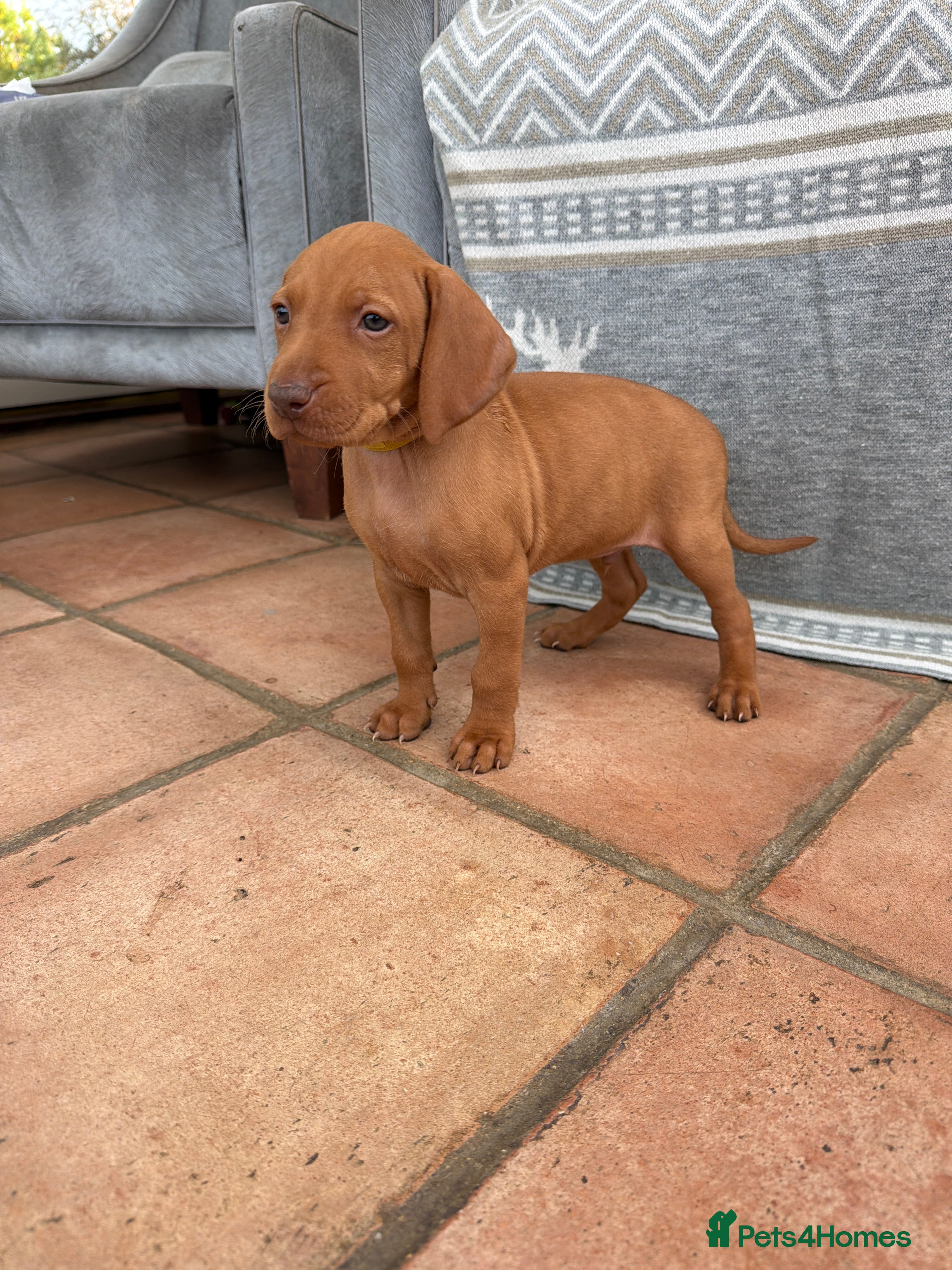 Hungarian Vizsla dogs 🐾 10 Beautiful Hungarian Vizsla Puppies 🐾 - Advert 2