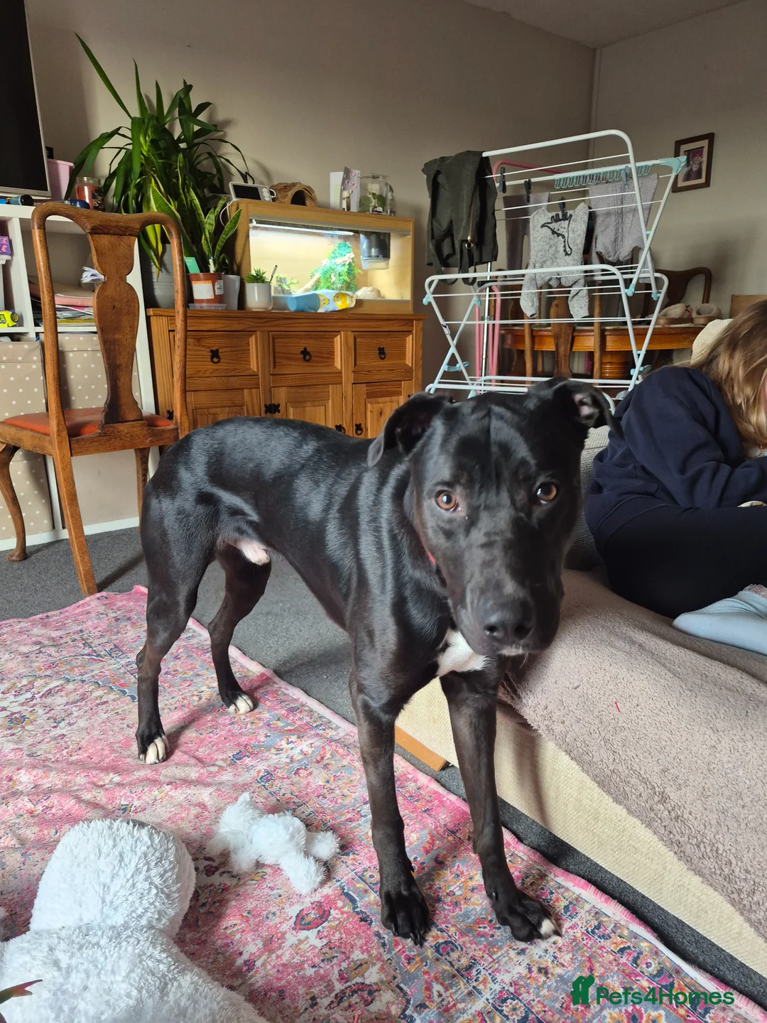 Mixed Breed dogs for sale: Rex 1 year old  in Plymouth - Advert 1