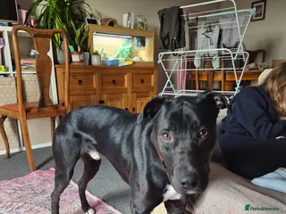 Mixed Breed dogs Rex 1 year old - Advert 2