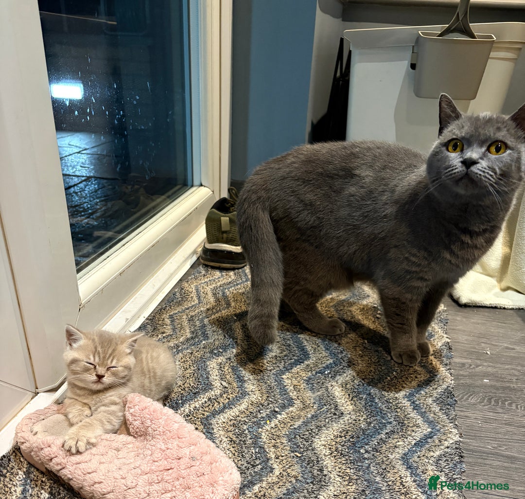 British Shorthair cats for sale: Beautiful British shorthair female  - Advert 2
