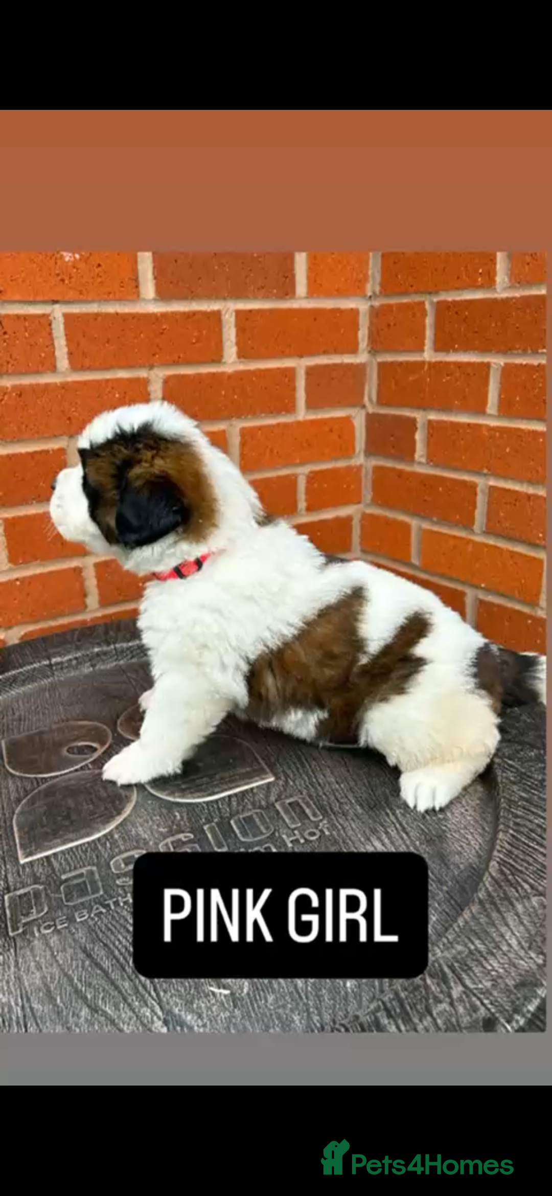 Saint Bernard dogs for sale: Stunning kc Saint Bernard puppies  - Image 10