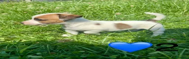 Jack Russell 5