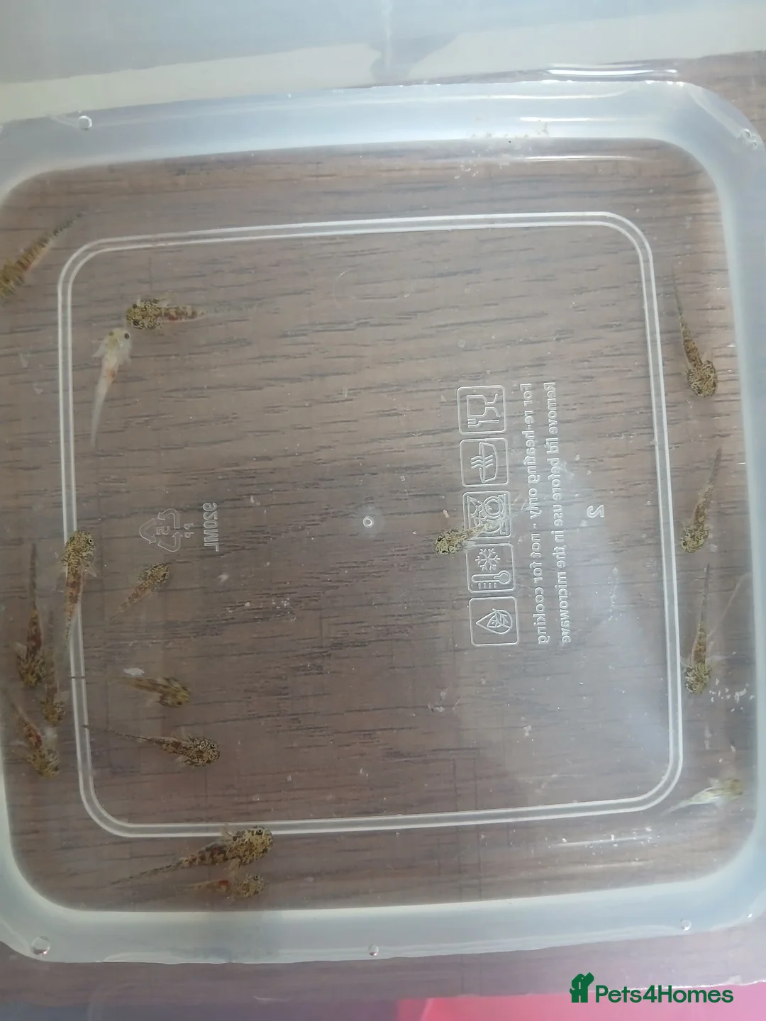 Axolotl reptiles for sale: Axolotl hatchlings - Advert 1