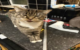 Mixed Breed cats for sale: Tango - Image 1