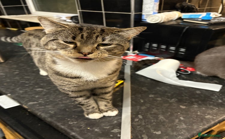 Mixed Breed cats - Advert 3