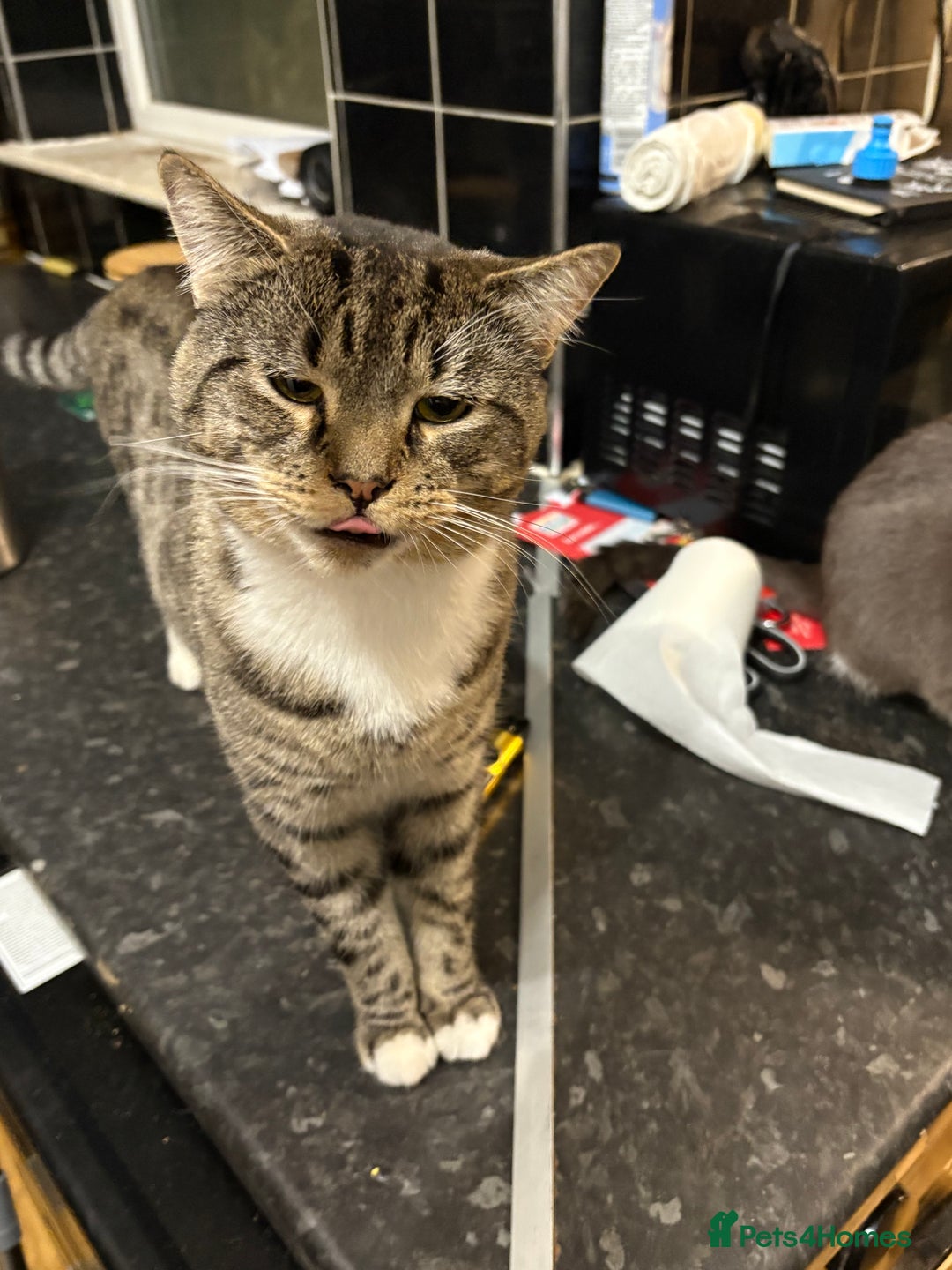 Mixed Breed cats for sale: Tango - Image 1