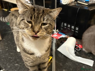 Mixed Breed cats - Advert 3