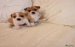 Jack Russell dogs for sale: Miniature Jack Russell puppies  - Image 9