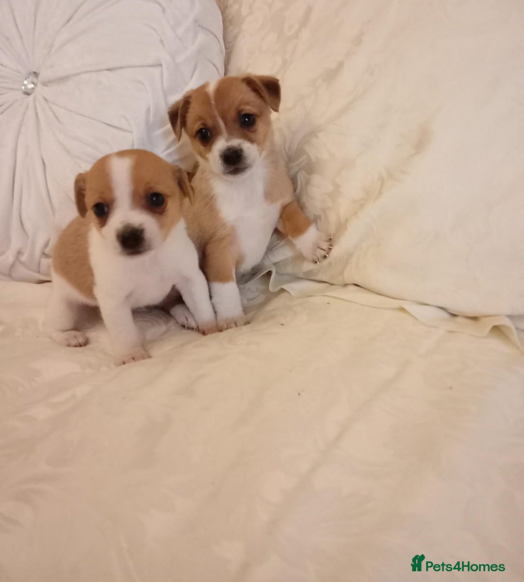 Jack Russell dogs for sale: Miniature Jack Russell puppies  - Image 9