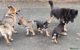 German Shepherd dogs for sale: German Shepherd Puppies - Advert 2