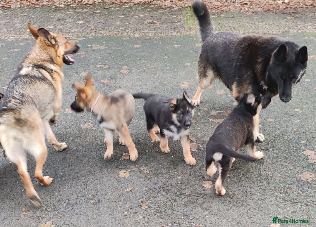 German Shepherd dogs for sale: German Shepherd Puppies - Advert 2