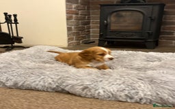 Cocker Spaniel dogs for sale: Working cocker spaniel boy - Image 12