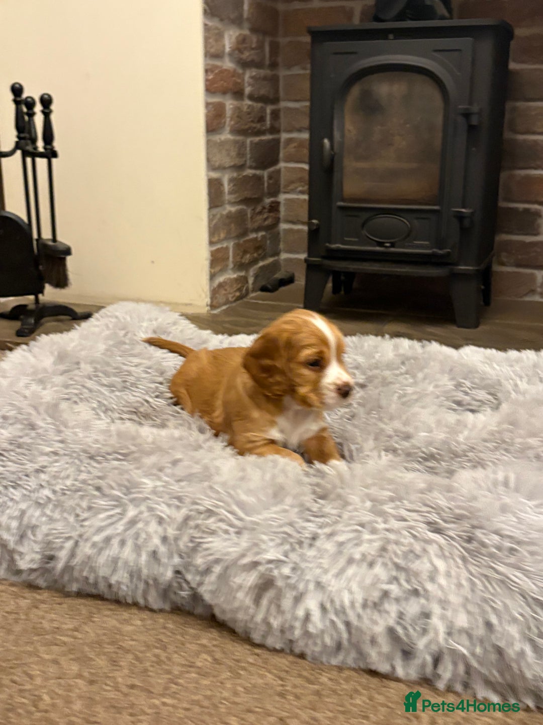 Cocker Spaniel dogs for sale: Working cocker spaniel boy - Image 12