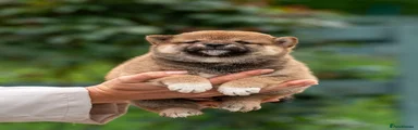 Japanese Shiba Inu Puppy 2