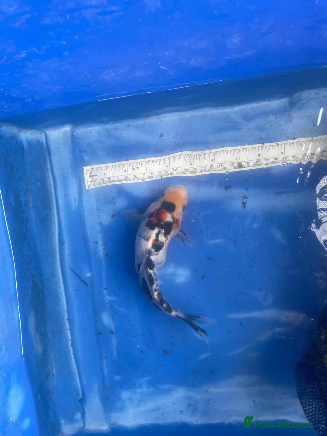 Koi Carp fish for sale: Koi carp and butterfly koi  - Advert 10