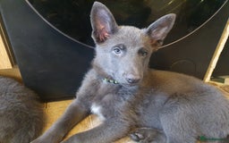 German Shepherd dogs for sale: 10 German Shepherd puppies for sale - Image 8