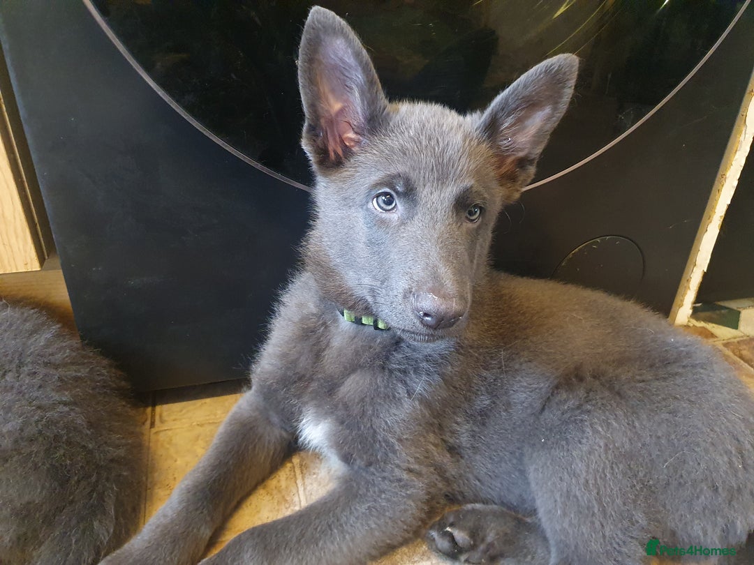 German Shepherd dogs for sale: 10 German Shepherd puppies for sale - Image 8