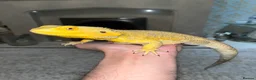Bearded Dragon reptiles for sale: Super tame High-Yellow Citrus Bearded Dragon - Advert 4