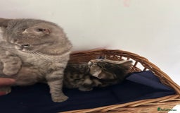 Mixed Breed cats for sale: Mixed Breed Kittens available - Image 7