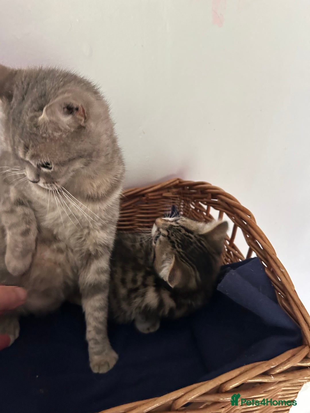 Mixed Breed cats for sale: Mixed Breed Kittens available - Image 7