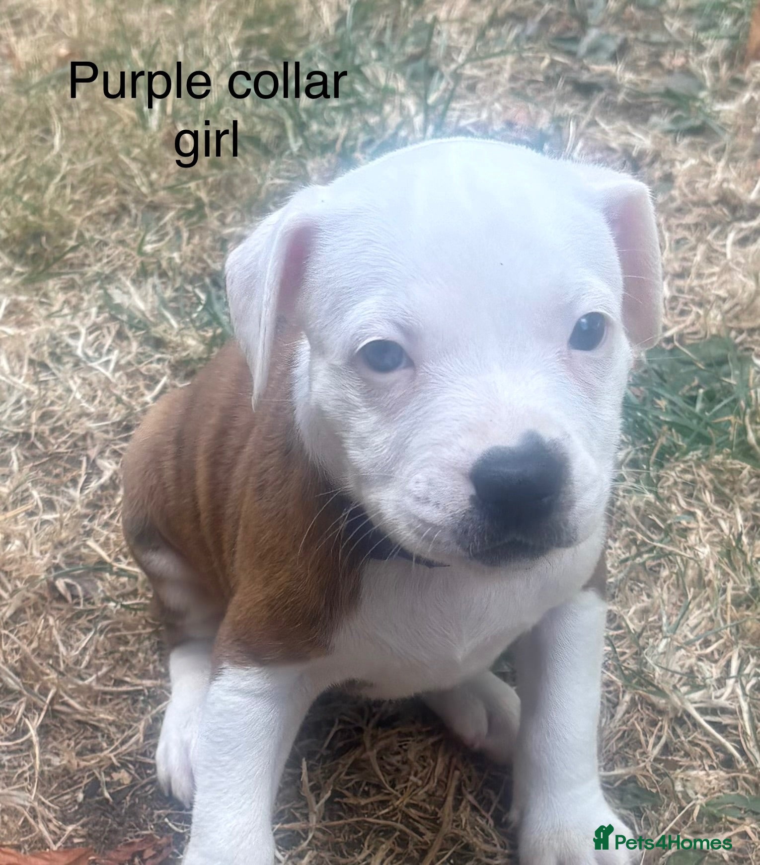Staffordshire Bull Terrier dogs **ready to go this weekend** - Advert 1