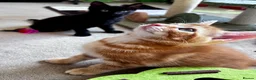Mixed Breed cats for sale: Amiable bengal&tabby mixed kittens - Advert 15