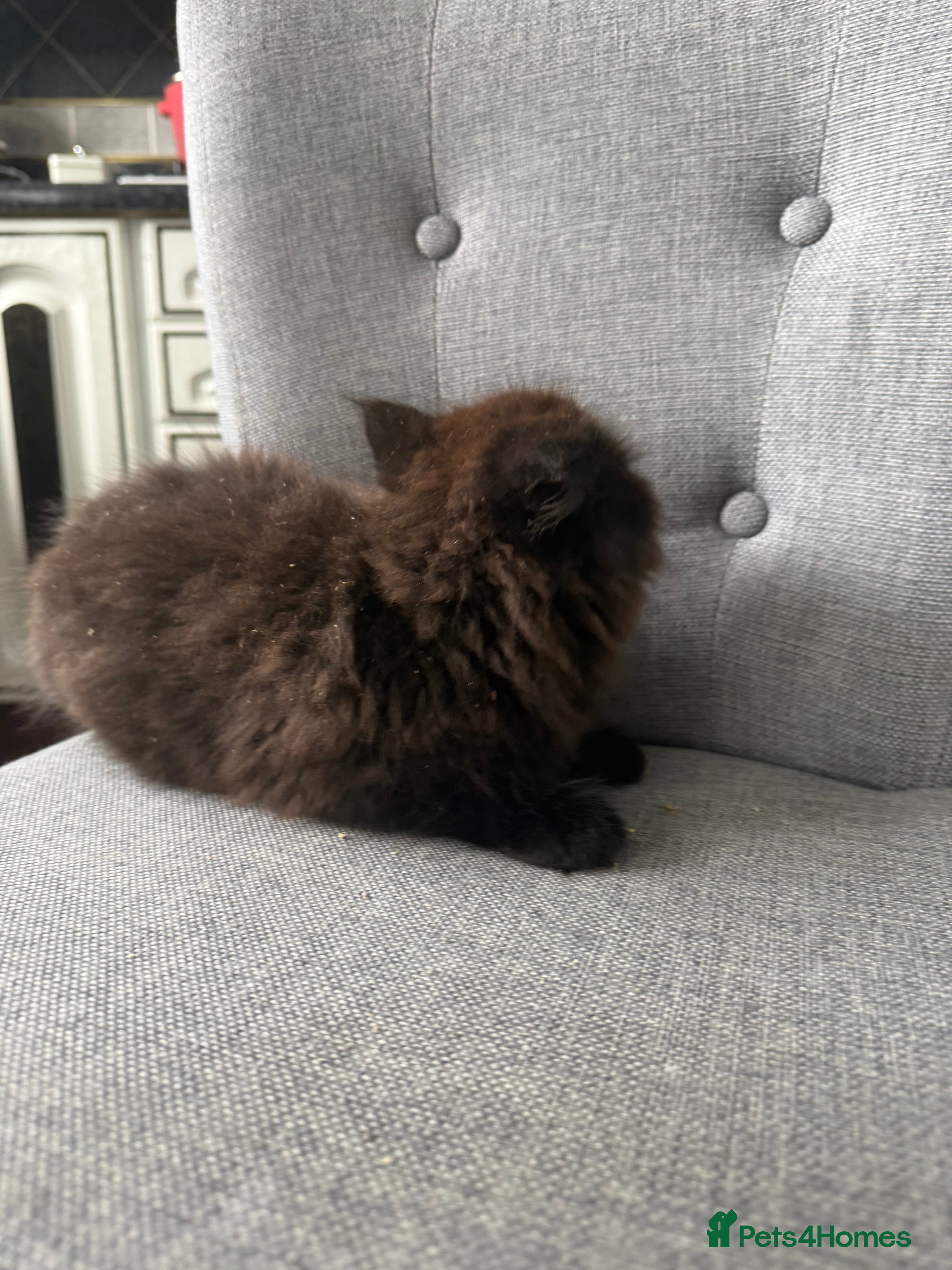 Mixed Breed cats Kittens are ready to go to new homes  - Advert 3