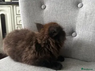 Mixed Breed cats Kittens are ready to go to new homes - Advert 3