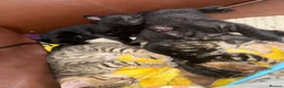 Bengal cats for sale: Beautiful Melanistic bengal boy   - Advert 7