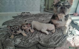 French Bulldog dogs for sale: French bulldog , merle, platinum, fluffy carriers. - Image 27