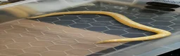 Boa Snake reptiles for sale: For sale  in Bargoed - Advert 1