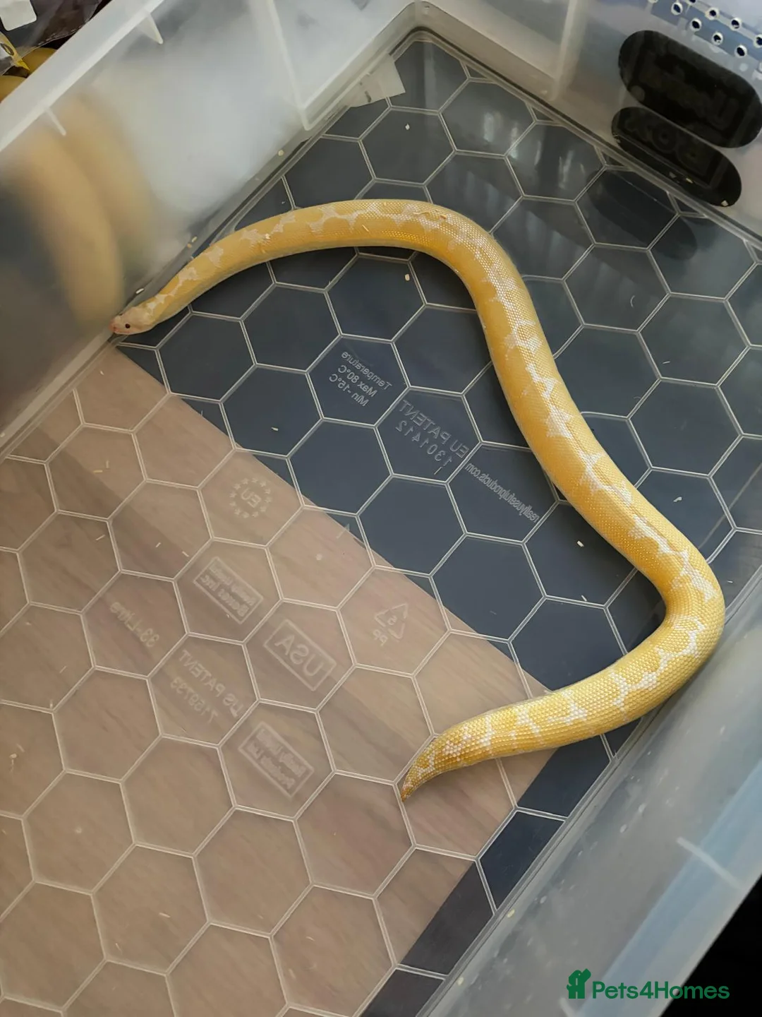 Boa Snake reptiles for sale: For sale  in Bargoed - Advert 1