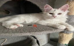 Maine Coon cats for sale: TICA Maine Coon Russian - Image 4