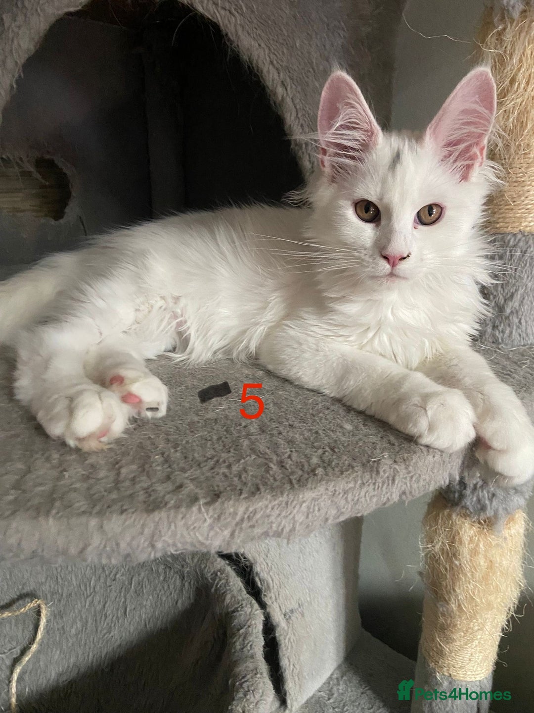 Maine Coon cats for sale: TICA Maine Coon Russian - Image 4