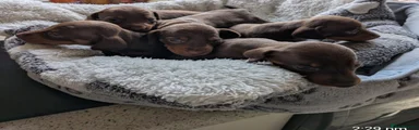 Dachshund 4
