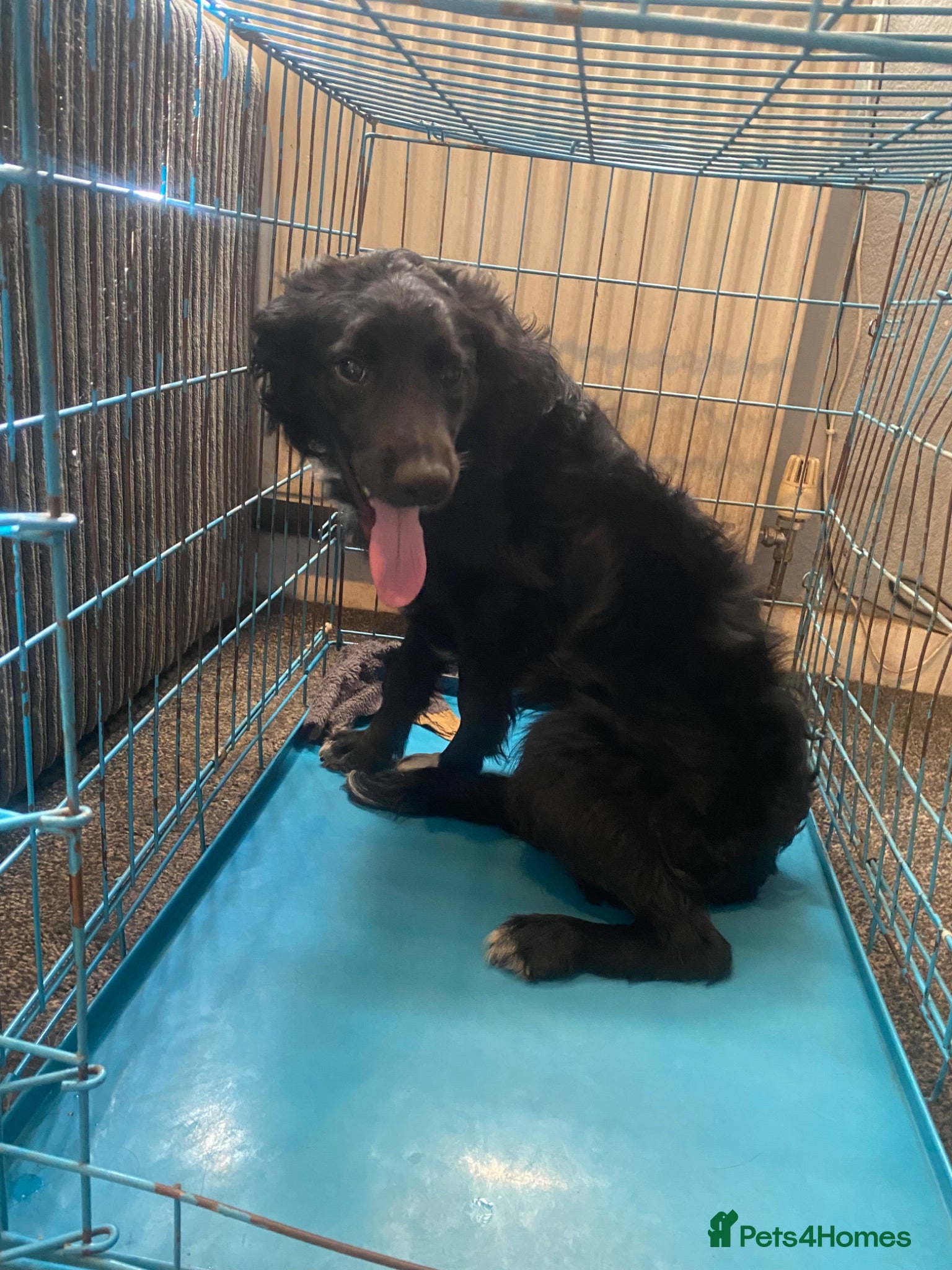 Sprollie dogs 8 month old male sprollie  for sale  - Advert 3