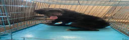 Sprollie dogs for sale: 8 month old male sprollie  for sale  in Buxton - Advert 1