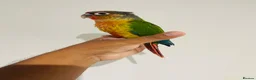 Conures birds for sale: Hand reared conures for sale  - Advert 8