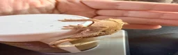 Gecko reptiles for sale: Happiny the Crested Gecko - Advert 8