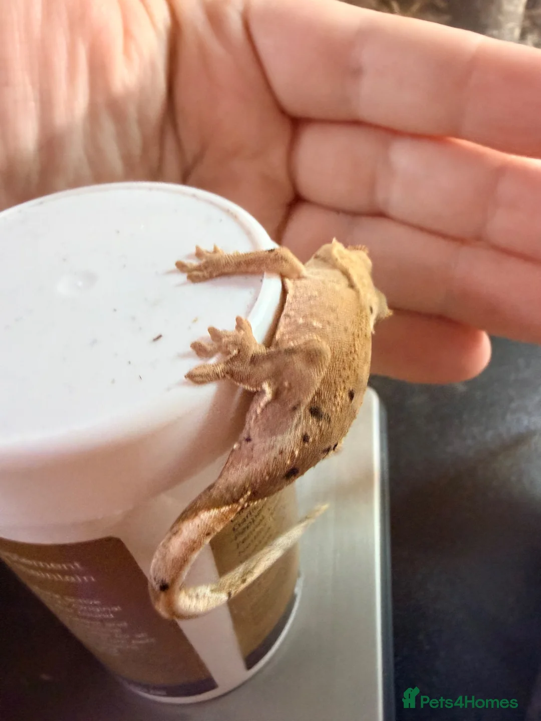 Gecko reptiles for sale: Happiny the Crested Gecko - Advert 8