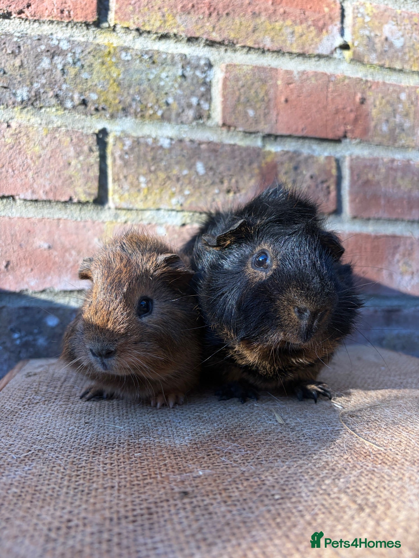 Guinea Pig rodents Handsome boars  - Advert 1